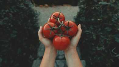 red tomatoes