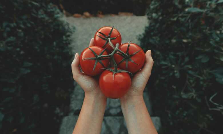 red tomatoes