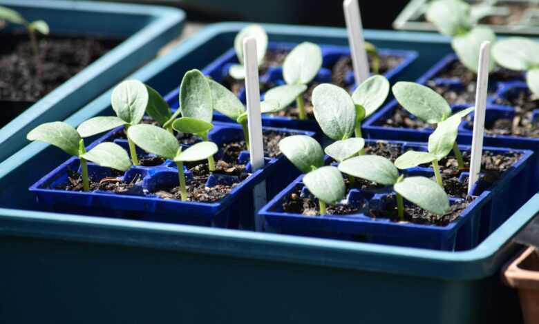 a group of blue trays filled with plants