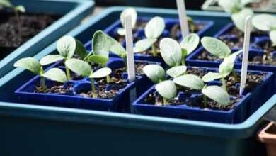 a group of blue trays filled with plants