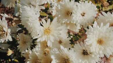 bouquet of white daisy flowers