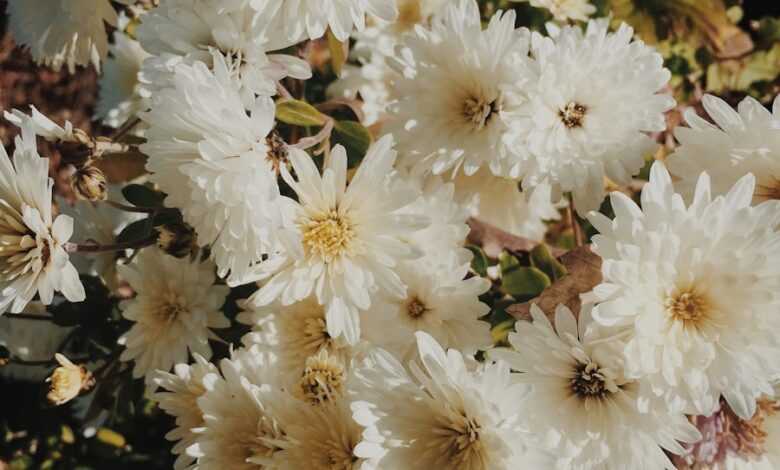 bouquet of white daisy flowers