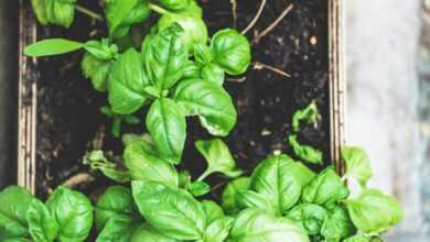 green plant on brown pot