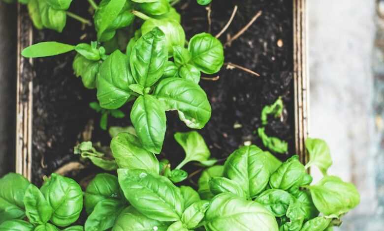 green plant on brown pot