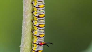 yellow and black caterpillar on yellow stem