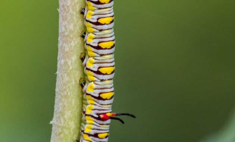 yellow and black caterpillar on yellow stem