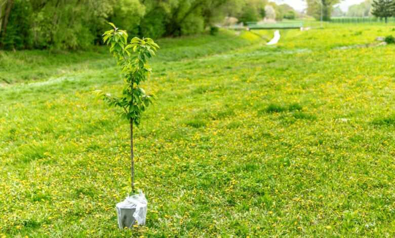 green plant on white plastic bag