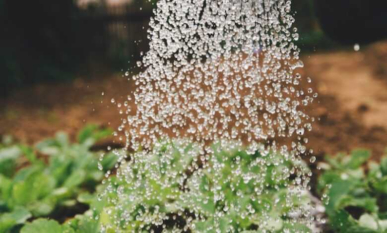 person watering plant