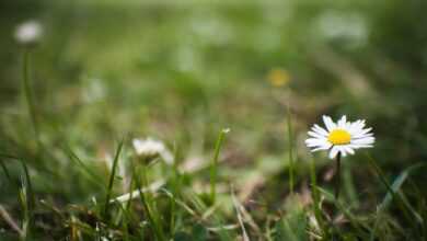 white daisy in bloom during daytime