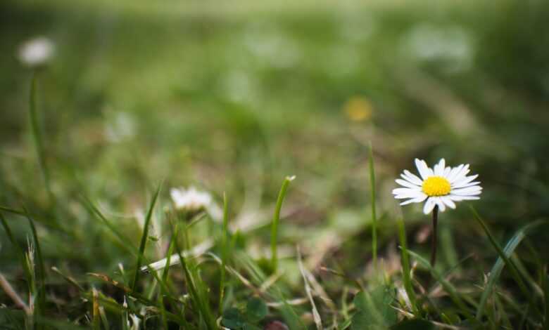 white daisy in bloom during daytime