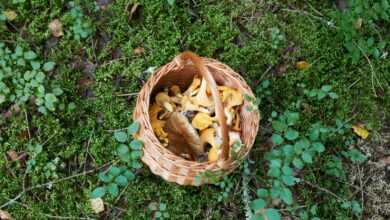 brown woven basket on green grass