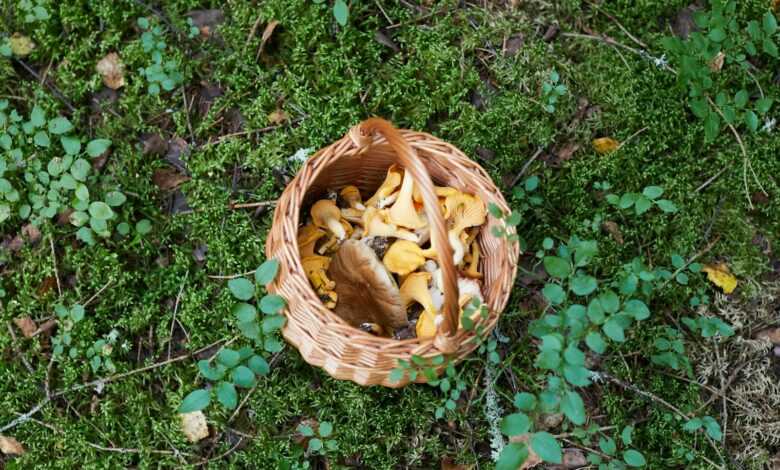 brown woven basket on green grass