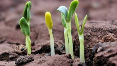 green plant on brown soil