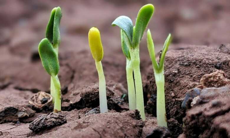 green plant on brown soil