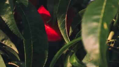 a close up of a leafy tree with a red object in the background