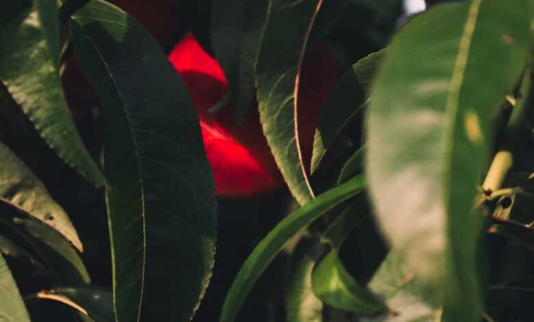 a close up of a leafy tree with a red object in the background