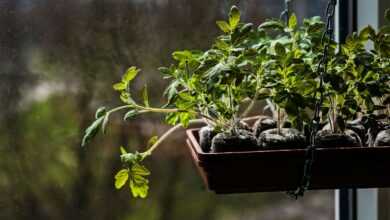 a window sill filled with lots of green plants