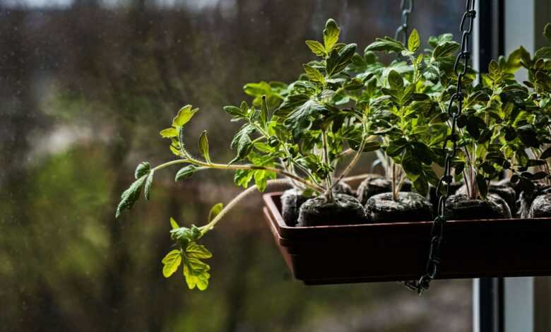 a window sill filled with lots of green plants