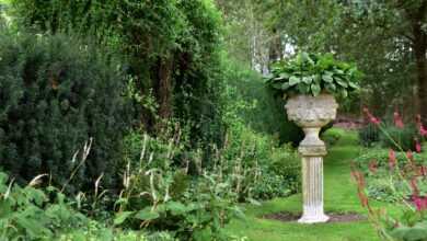 a garden filled with lots of green plants