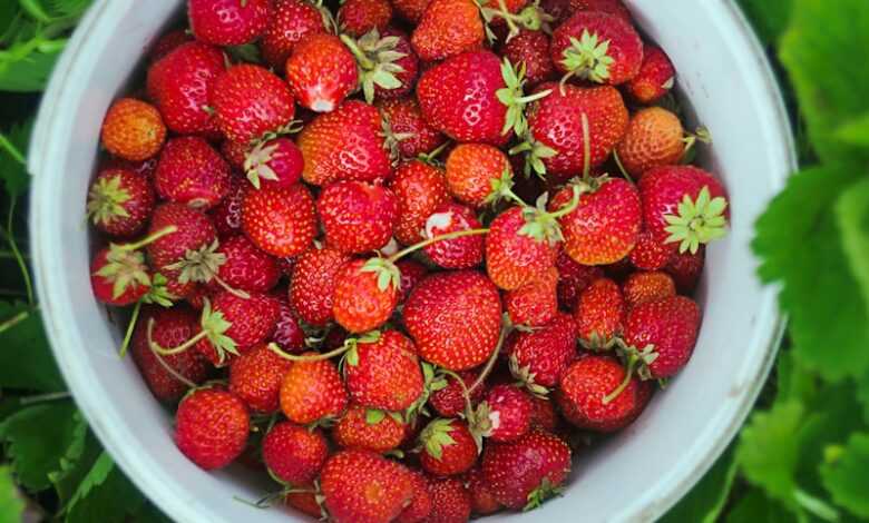 a white bowl filled with lots of ripe strawberries