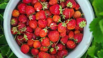 a white bowl filled with lots of ripe strawberries