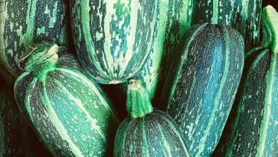 green and yellow cucumber lot