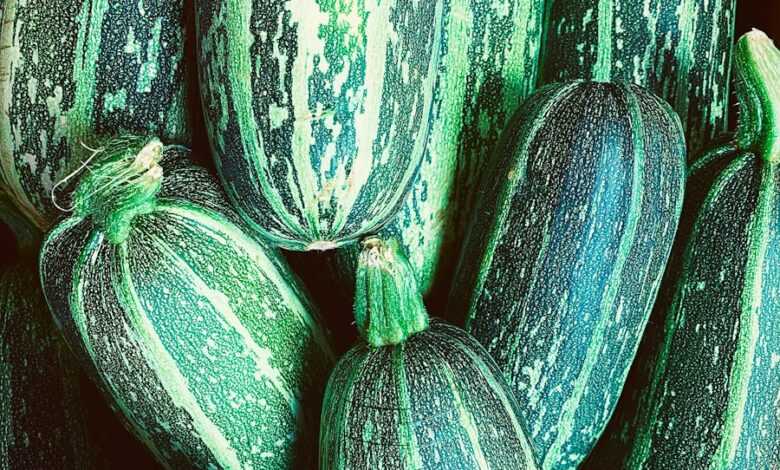 green and yellow cucumber lot