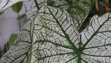 a close up of a green and white leaf