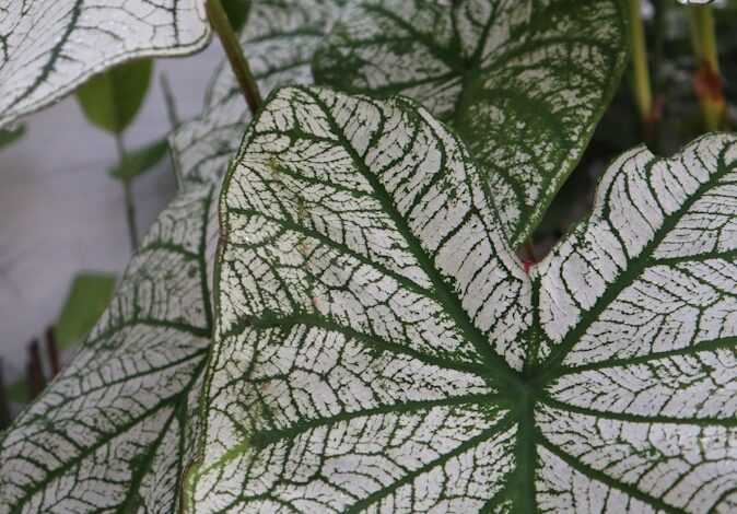 a close up of a green and white leaf