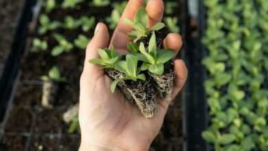 green plant on persons hand