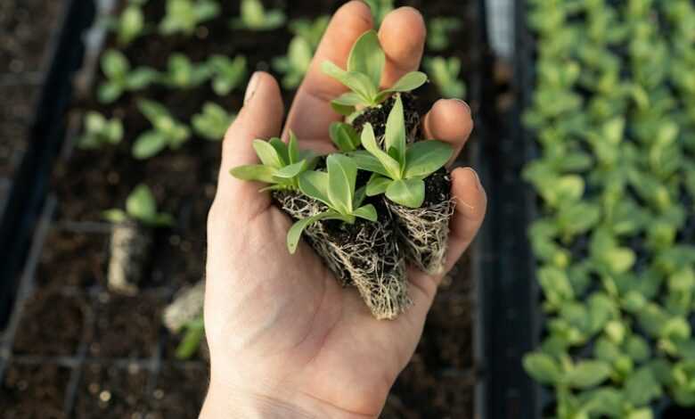 green plant on persons hand