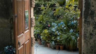 green plants beside brown wooden door