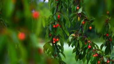 a tree filled with lots of red berries