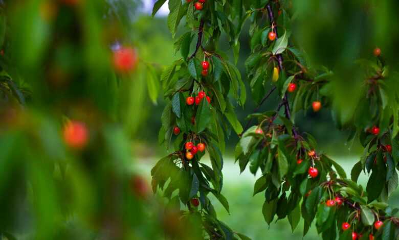 a tree filled with lots of red berries