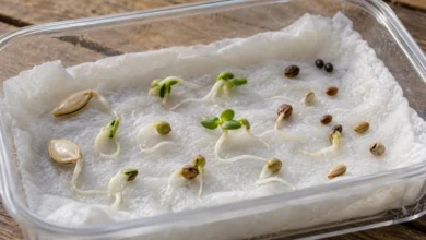 Насіння з короткими корінцями на вологому паперовому рушнику