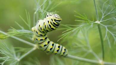 caterpillar on branch