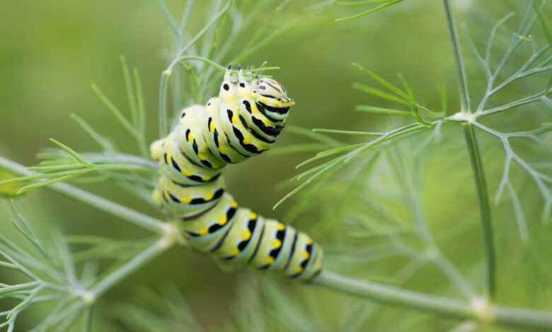 caterpillar on branch