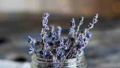 selective focus photography of blue petaled flowers in clear glass jar