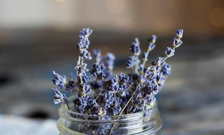 selective focus photography of blue petaled flowers in clear glass jar