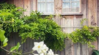 white flower near brown wooden fence