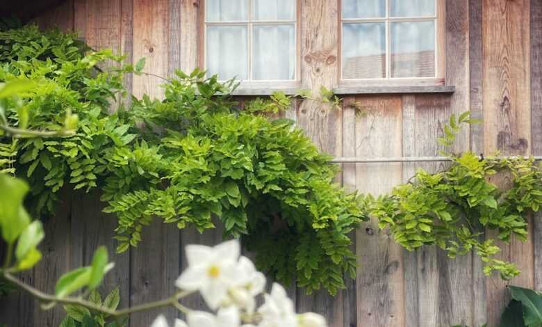 white flower near brown wooden fence