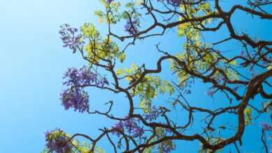 a tree with purple flowers in the foreground and a blue sky in the background