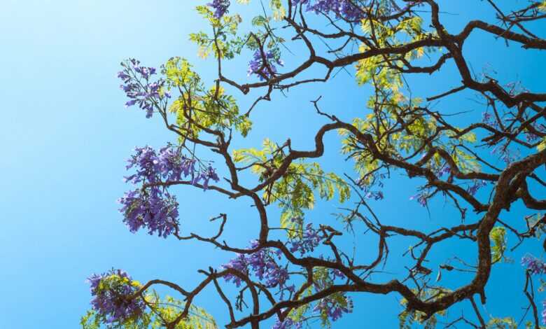 a tree with purple flowers in the foreground and a blue sky in the background