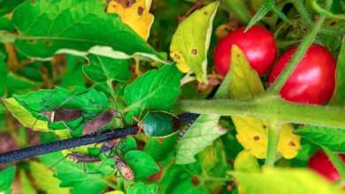 a close up of a bug on a plant