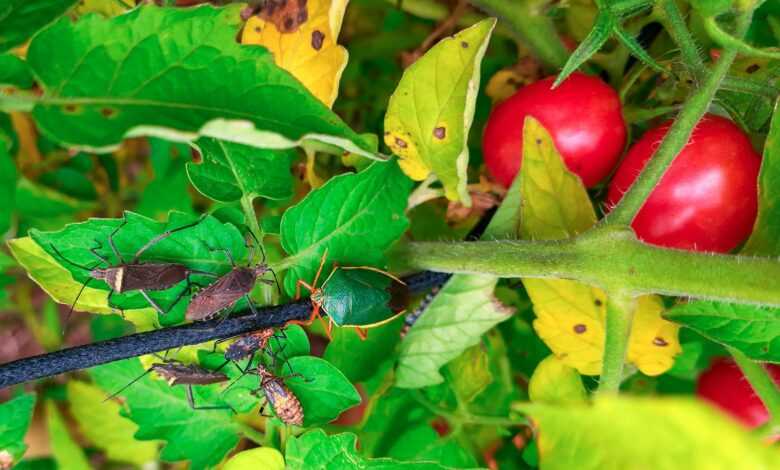 a close up of a bug on a plant