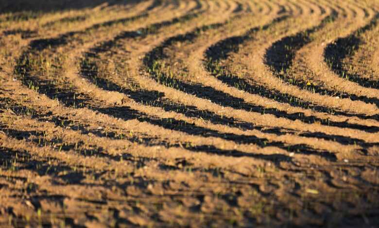 a plowed field is shown with a zebra in the distance