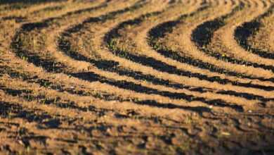 a plowed field is shown with a zebra in the distance