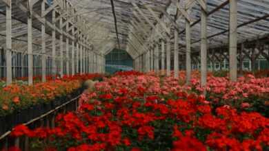 a large greenhouse with many flowers