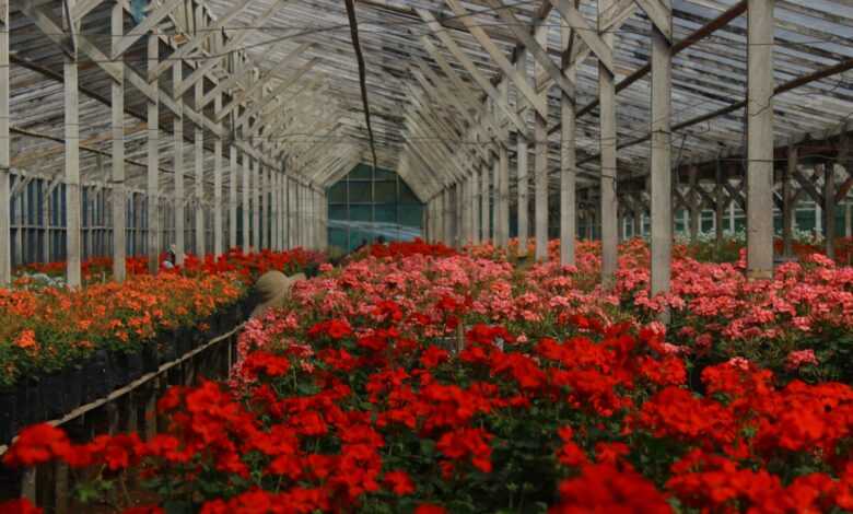 a large greenhouse with many flowers