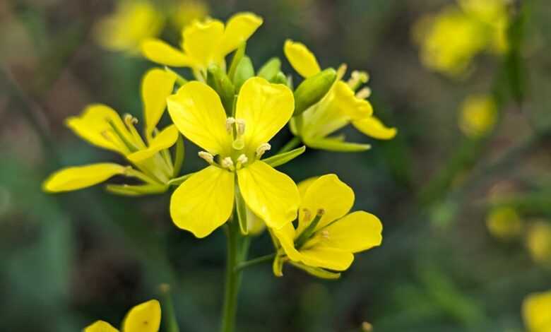 a close up of a yellow flower in a field